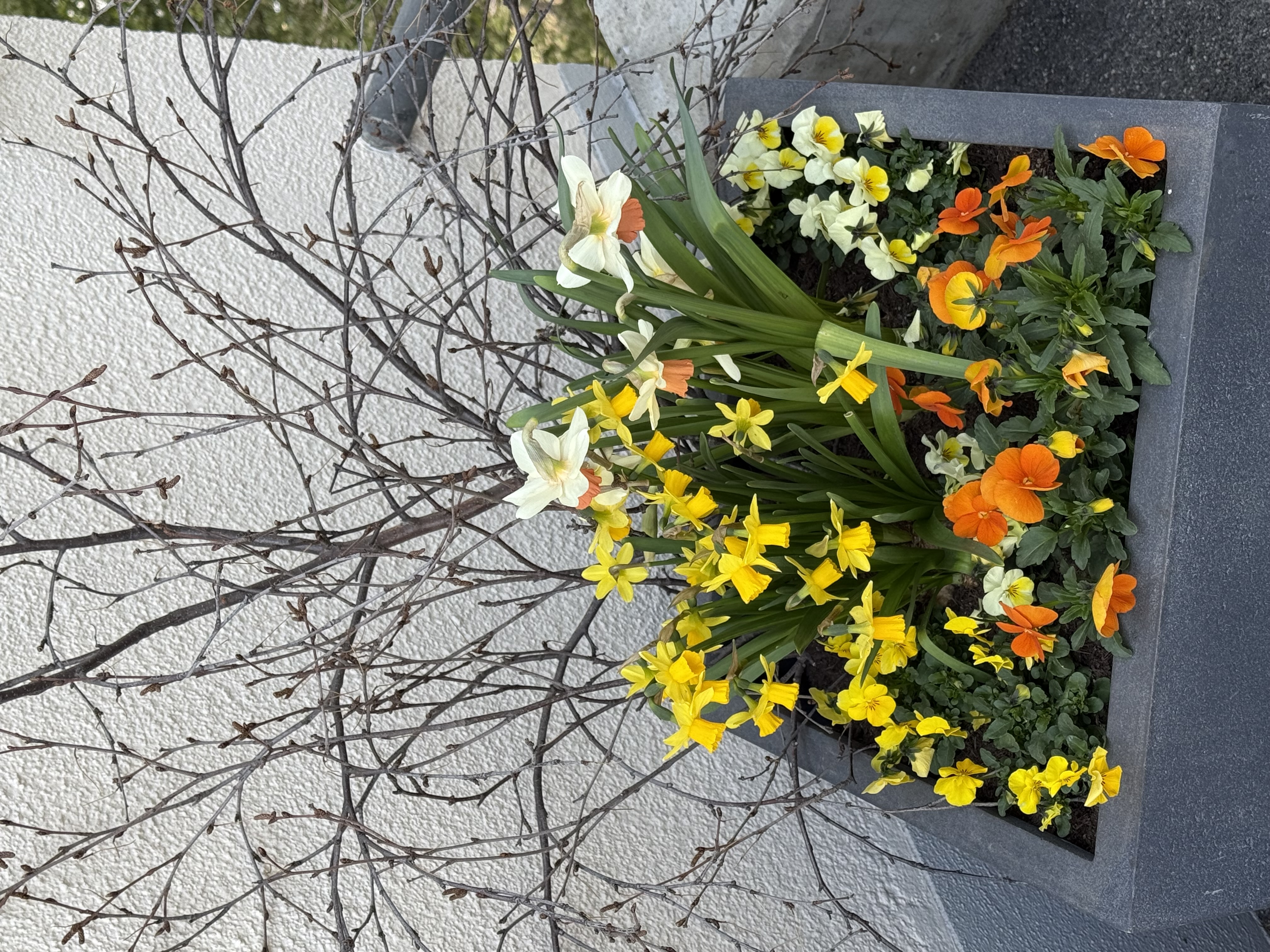Frühlingsblumen in Arosa